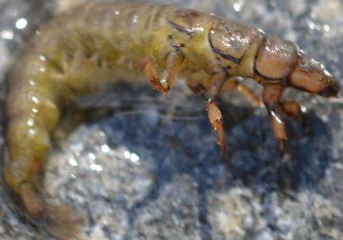 Réf. 244 278 : Hydropsyche sp.